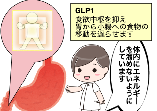 ４コマ漫画「糖尿病だとGLP1で体重が減りにくい!?」の２コマ目
