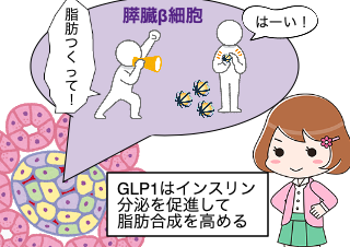 ４コマ漫画「GLP1は脂肪を分解しません」の２コマ目