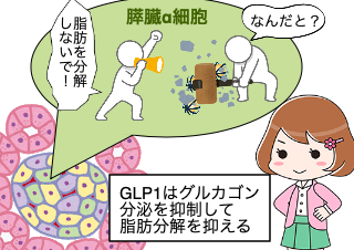４コマ漫画「GLP1は脂肪を分解しません」の３コマ目