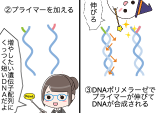 ４コマ漫画「PCR検査ってどんな検査なの？」の３コマ目
